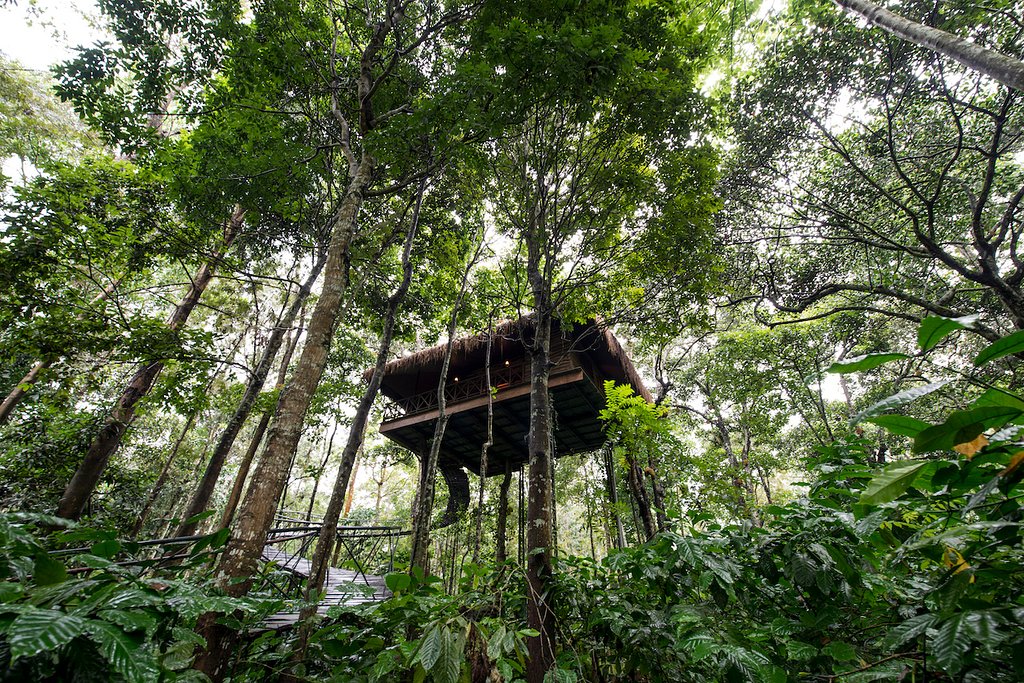 Read more about the article Pepper Trail, Wayanad, Kerala – Unique stay in Rainforest